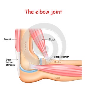 Anatomy of a elbow joint photo