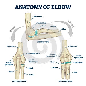 Anatomy of elbow skeletal bone structure labeled scheme vector illustration