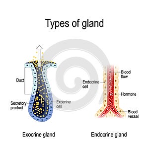 Anatomy of an Endocrine and exocrine glands. photo