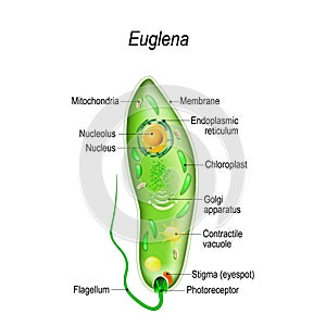 Anatomy of euglena