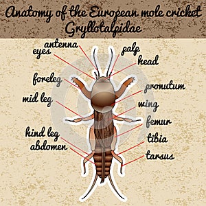 Anatomy of the European mole cricket. Sticker. Gryllotalpidae. Sketch of mole cricket mole cricket Design for coloring book.