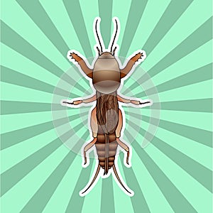 Anatomy of the European mole cricket. Sticker. Gryllotalpidae. Sketch of mole cricket mole cricket. hand-drawn outline