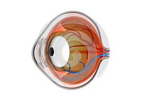 Anatomy of the eye