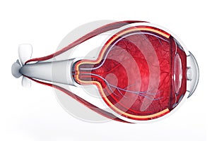 Anatomy of the eye