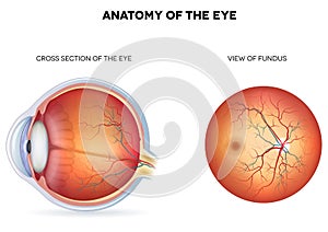 Anatomy of the eye, cross section and view of fund