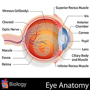 De ojo 