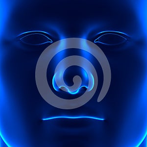 Anatomy Face - Front View - Blue concept