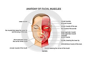 Anatomy of facial muscles