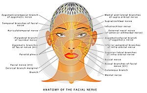 Anatomy of the facial nerve