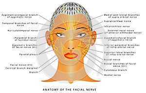 Anatomy of the facial nerve photo