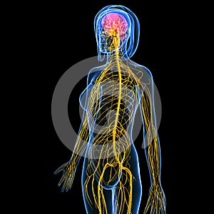 De una mujer cuerpo nervioso sistema cerebro 