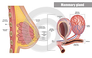 Anatomy of the female breast side view. Structure of the Milk ducts and Lobules of the mammary gland. Mammary Alveoli