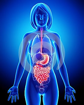 Anatomy of female digestive system