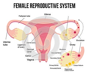 Anatomy of the female genital organs. Diagram. The female reproductive system, the scheme of the uterus and ovaries, the phases of