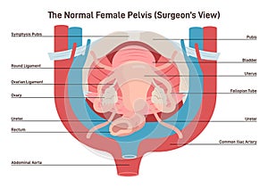 Anatomy of female internal organs. Female pelvis surgeon view.