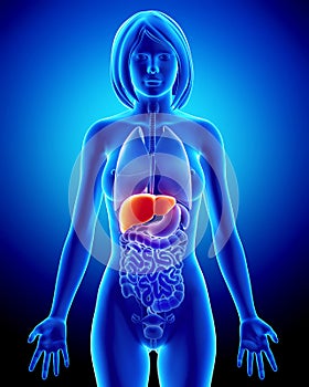 Anatomy of female liver in blue x-ray