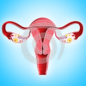Anatomy of female ovary on blue
