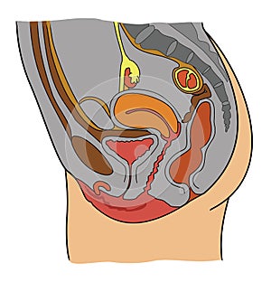 Anatomy of female reproductive system