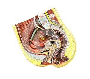 Anatomy female reproductive system