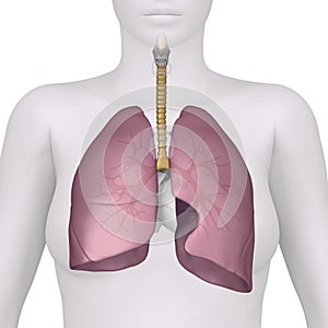 Anatomy of the Female Respiratory System