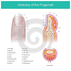 Anatomy of the Fingernail. Anatomy human body. photo