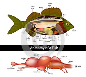 Anatomy of a fish brain of primitive fish. Fish internal organs. Vector illustration