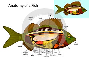Anatomy of a fish. Fish internal organs.
