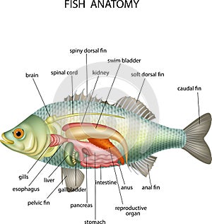 Anatomy of fish photo