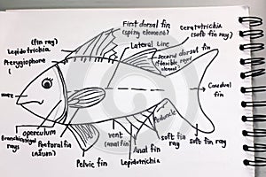 Anatomy of a fish sketchup