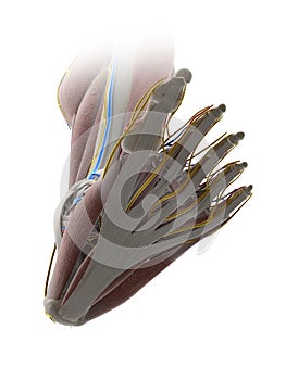 The anatomy of the foot