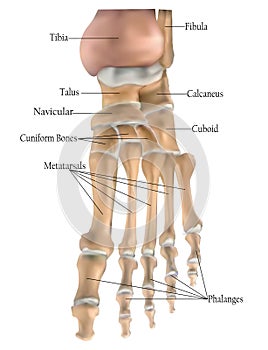 Anatomy of the foot bones