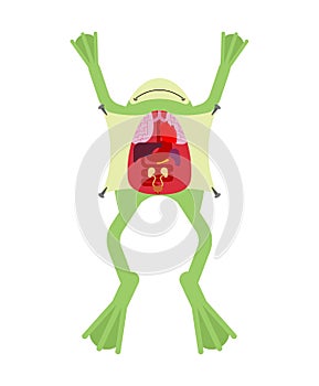 Anatomy frog. Internal organs of toad. Amphibian preparation. Study guide zoologists