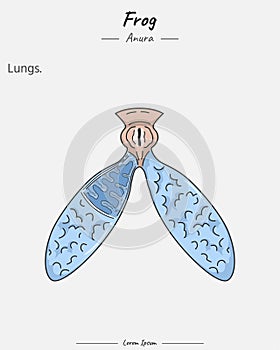 Anatomy of frog lungs illustration