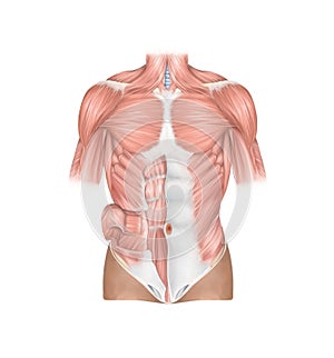 Anatomy front view of the human thoracic and abdominal wall muscles