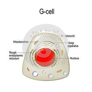 Anatomy of a G-cell. gastrin photo
