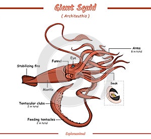 Anatomy of a giant squid vector illustration photo