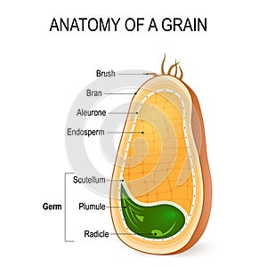 Anatomy of a grain. inside the seed.