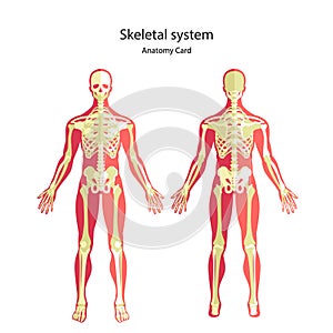 Anatomy guide of human skeleton. Anatomy didactic board of human bony system. Front and rear view.