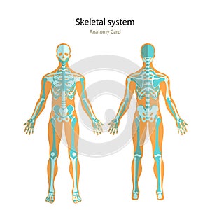 Anatomy guide of human skeleton. Anatomy didactic board of human bony system. Front and rear view.