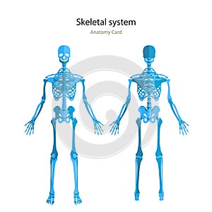 Anatomy guide of human skeleton. Anatomy didactic board of human bony system. Front and rear view.