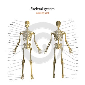 Anatomy guide of human skeleton with explanations. Anatomy didactic board of human bony system. Front and rear view.