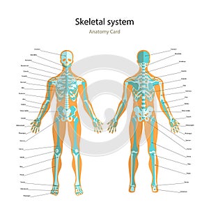 Anatomy guide of human skeleton with explanations. Anatomy didactic board of human bony system. Front and rear view.