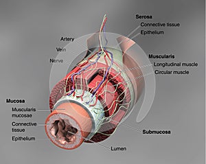 De intestino 