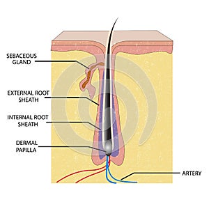 Anatomy of Hair