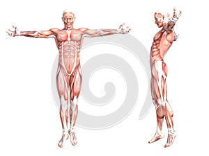 Anatomy healthy skinless human body muscle