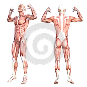 Anatomy healthy skinless human body muscle system