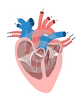 Anatomy of the heart with directions of blood flow. Internal structure of human organ coloured diagram for education and