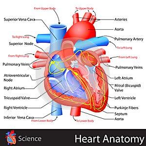 Anatomy of Heart