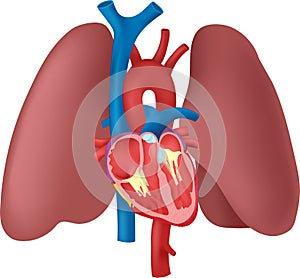 Anatomy of the Heart and Lungs photo