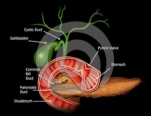 Anatomy of the Hepatic and Pancreatic Ducts